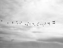 1966 04 Flugtag Fallschirmspringe und 3 Noratalas 2249